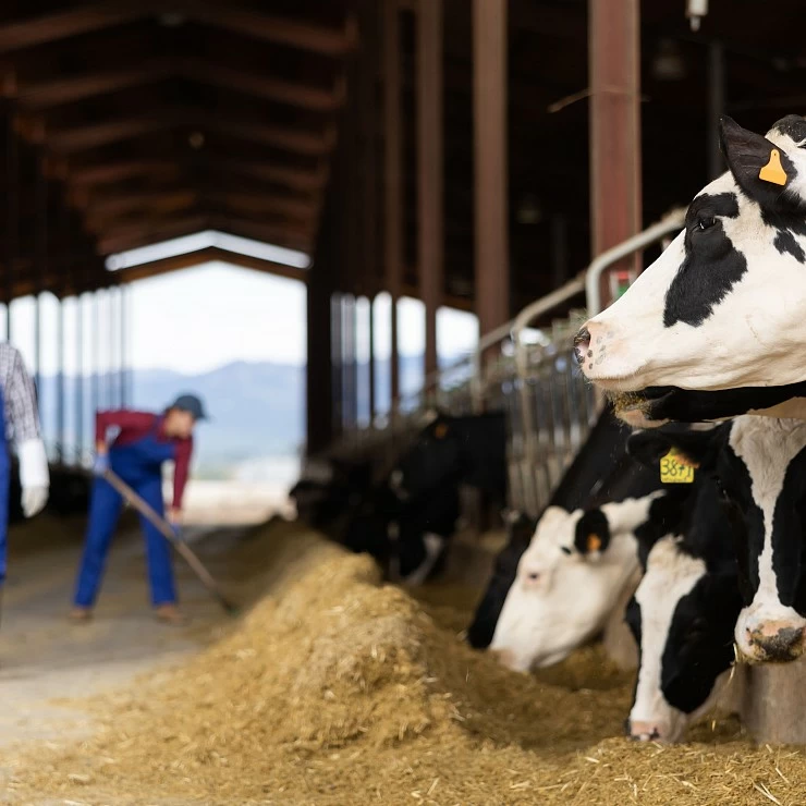 Strategies for increasing fertility in high productivity dairy herds