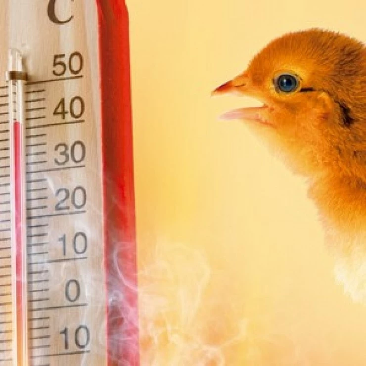 Impact of Heat Stress on Poultry Production