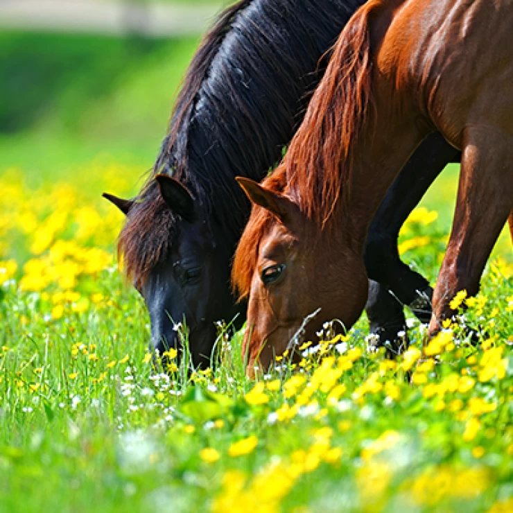 Plant bioactives and extracts as feed additives in horse nutrition