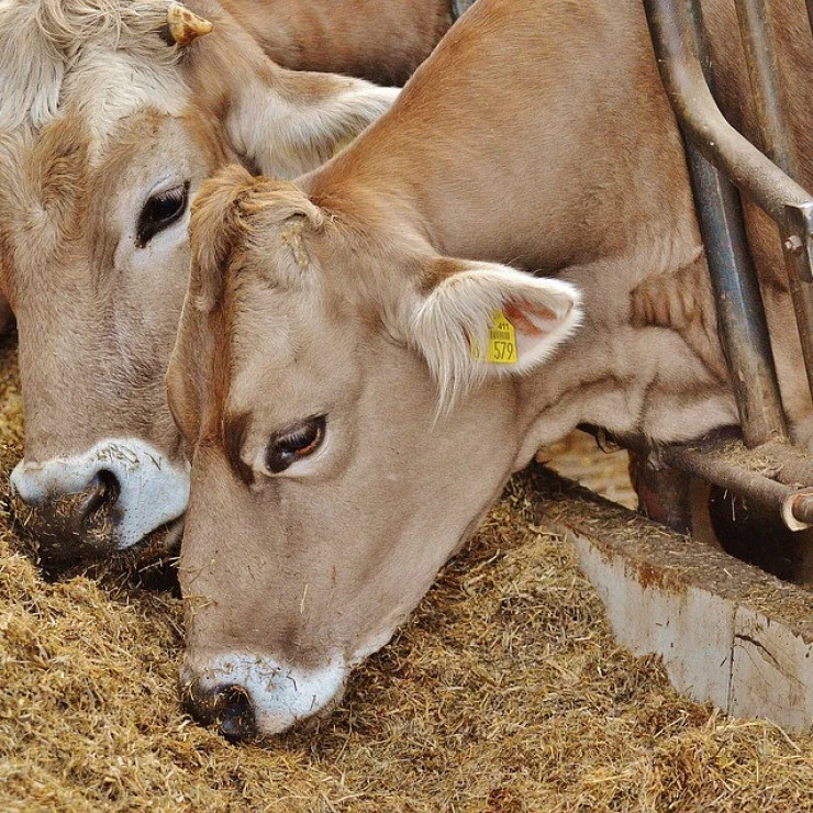 Effet de la Supplémentation en Malate chez les Vaches Laitières sur la Fermentation Ruminale et la P