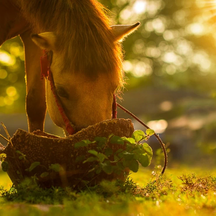 Importance de la digestibilité des nutriments dans l'alimentation du cheval